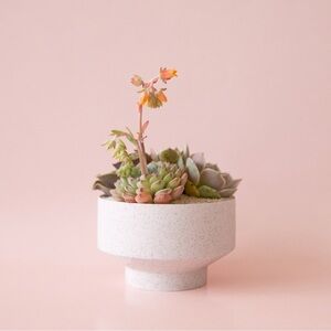 Jungle Club Speckle Footed Planter